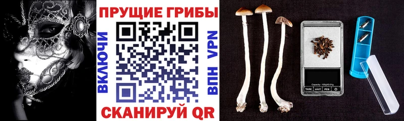 закладки Волгореченск mega маркетплейс Галлюциногенные грибы MAGIC MUSHROOMS